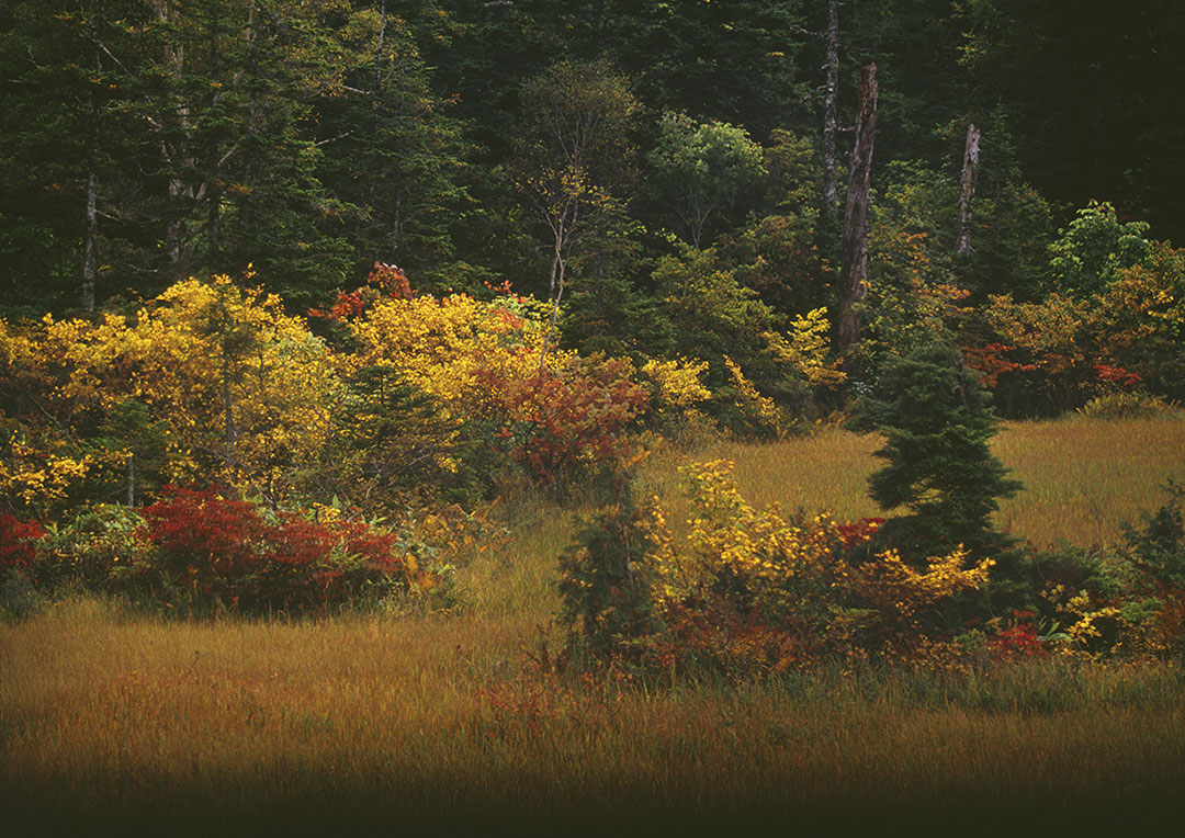 [Image]鈴島章嘉写真展「想い出の尾瀬風景」