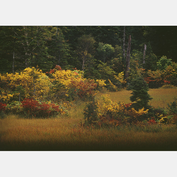 [Image]鈴島章嘉写真展「想い出の尾瀬風景」