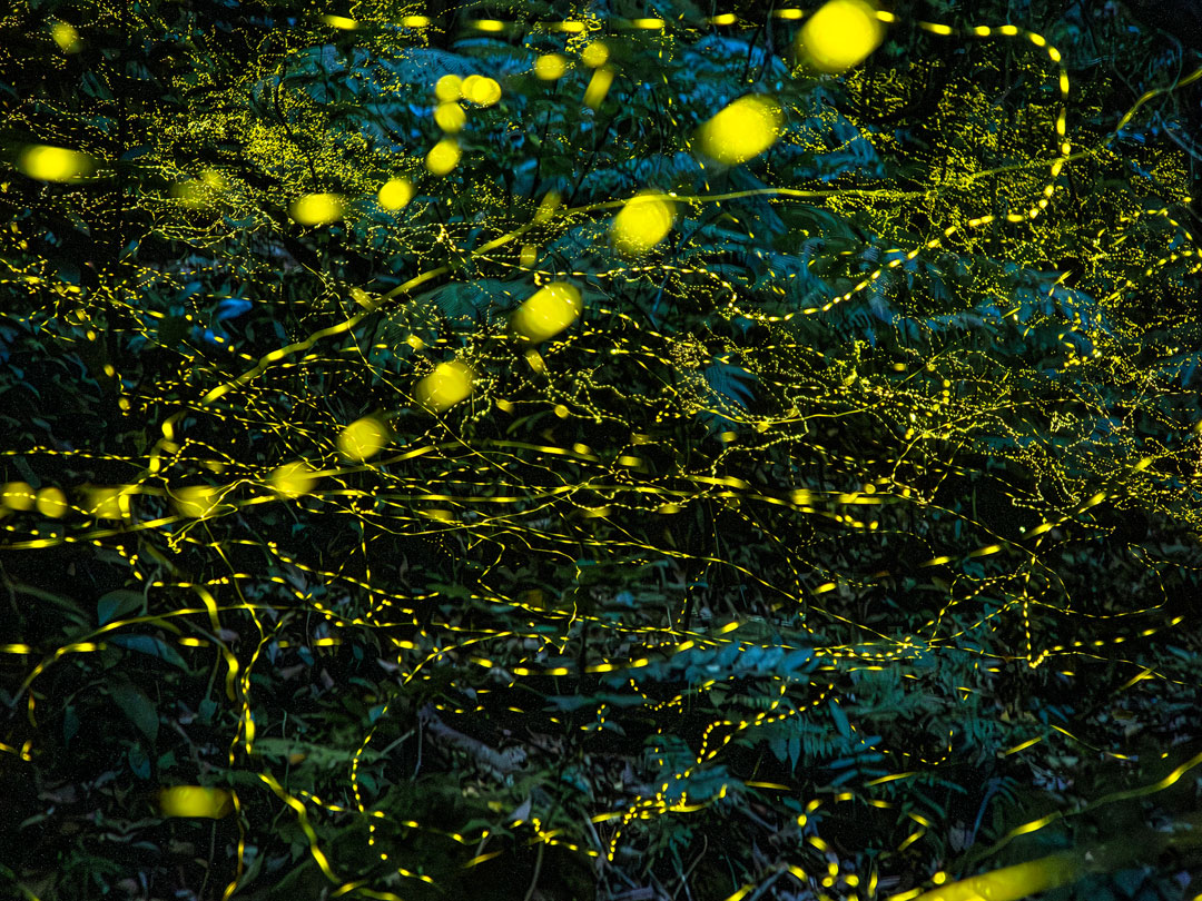 [Image]フォト寺子屋 一の会「25周年記念写真展 ～しあわせの風景～」