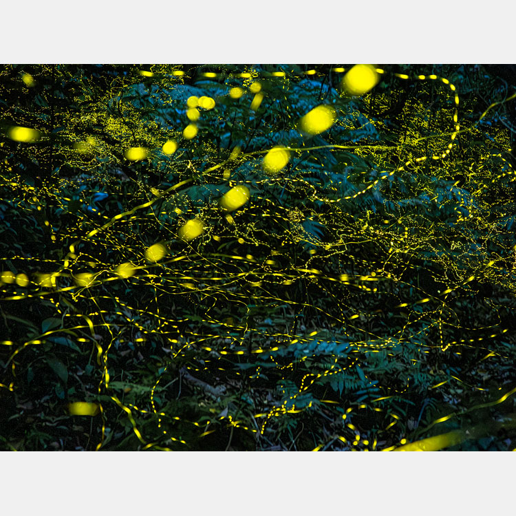 [Image]フォト寺子屋 一の会「25周年記念写真展 ～しあわせの風景～」