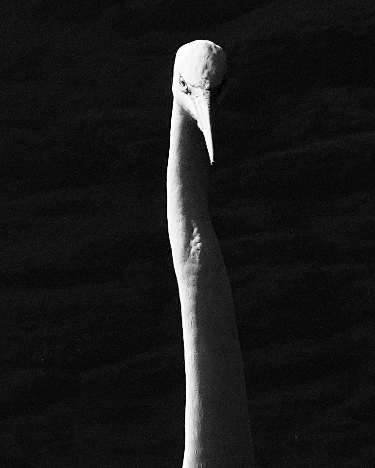 [Image]山崎君枝写真展「鷺　命舞う」