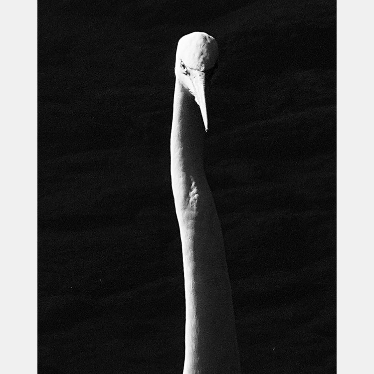 [Image]山崎君枝写真展「鷺　命舞う」