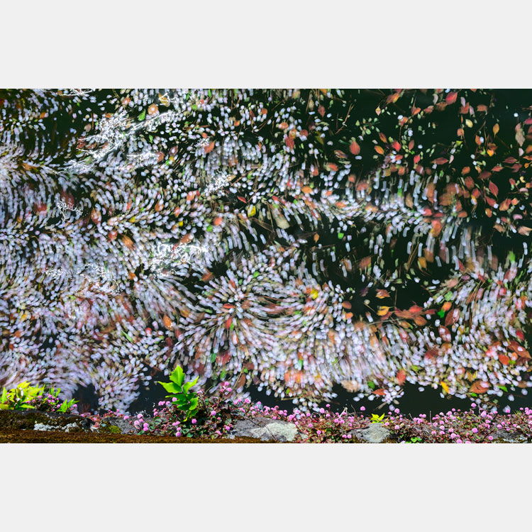 [Image]第9回 日本風景写真協会選抜展「四季のいろ」