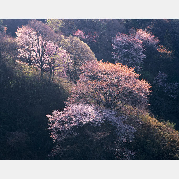 [Image]四季会写真展「第37回 四季彩美」