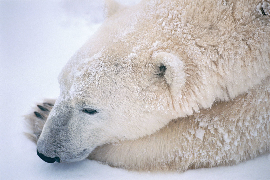 [image]Michio Hoshino: NANOOK — Tales of Polar Bears and Ice Floes
