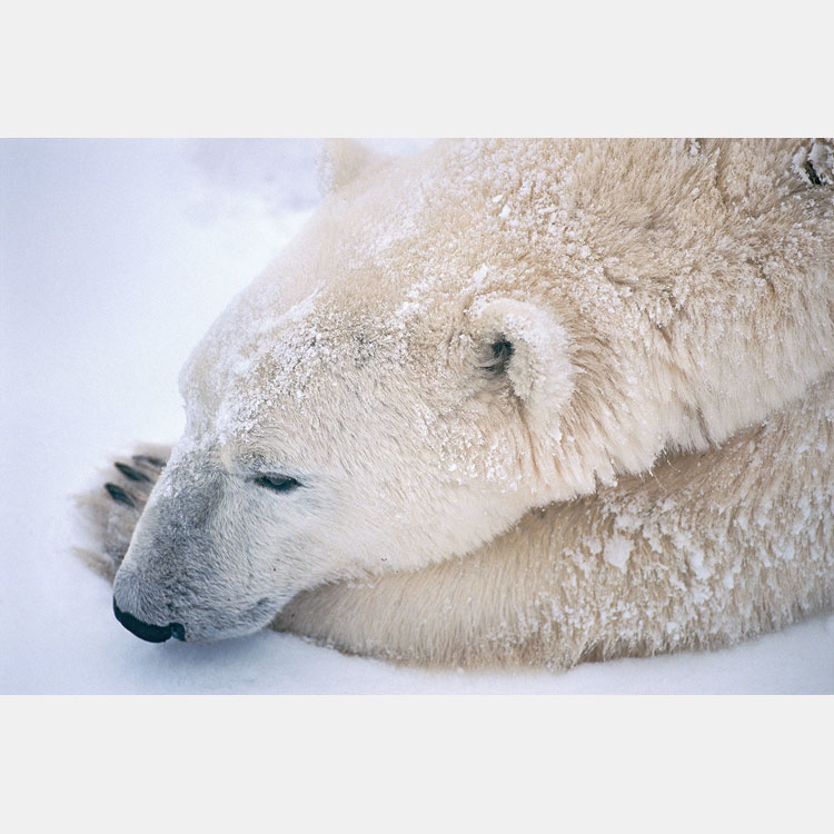 [image]Michio Hoshino: NANOOK — Tales of Polar Bears and Ice Floes