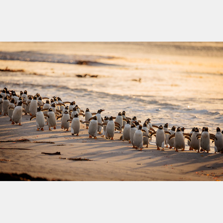 [Image]篠田岬輝写真展「with　ペンギンたちの生きる島」
