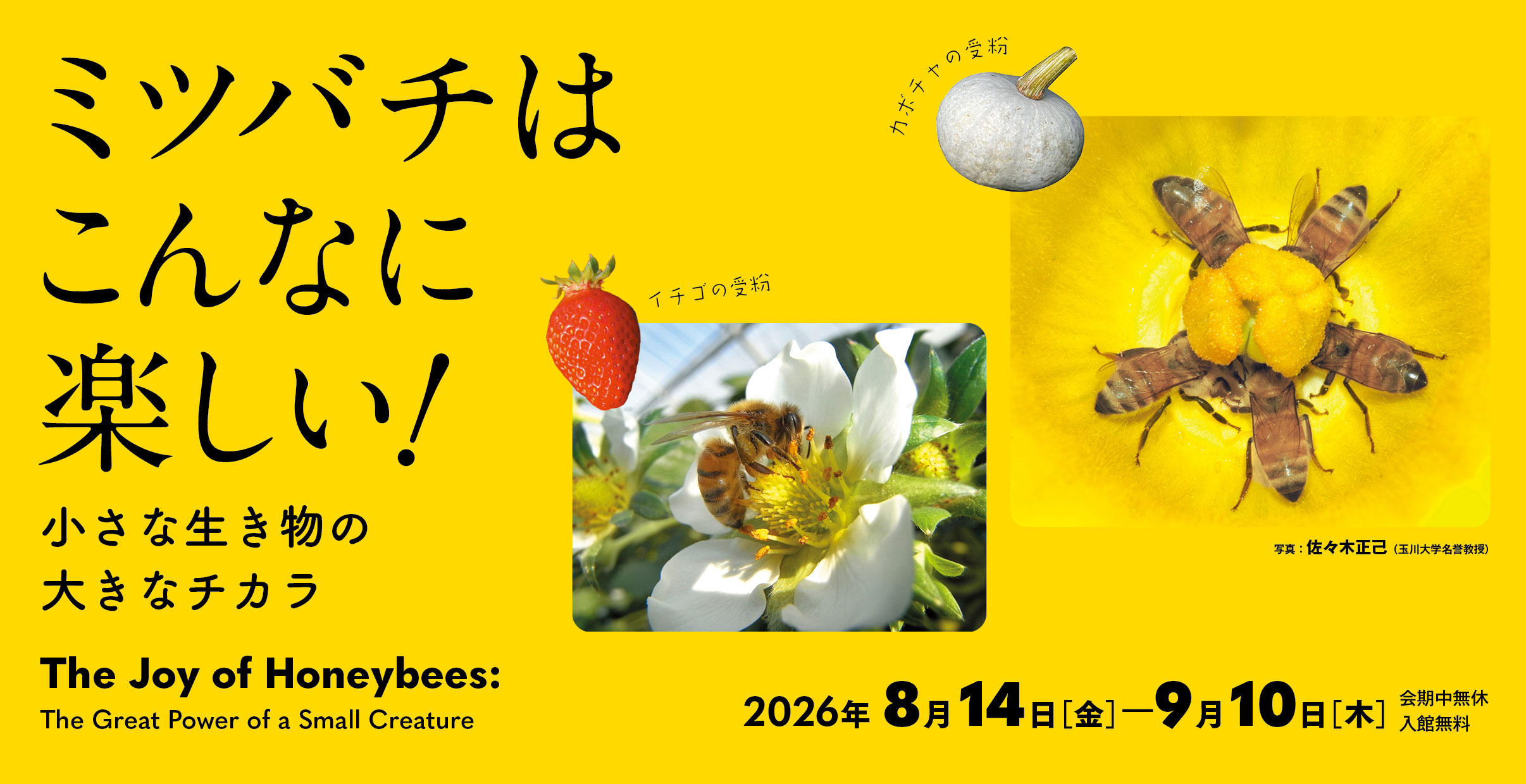 [Image]ミツバチはこんなに楽しい！ ―小さな生き物の大きなチカラ―