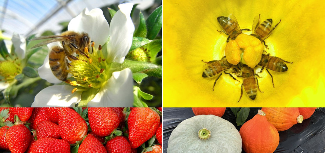 [image]The Joy of Honeybees: The Great Power of a Small Creature