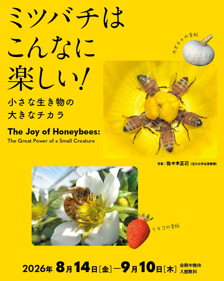 [Image]ミツバチはこんなに楽しい！ ―小さな生き物の大きなチカラ―