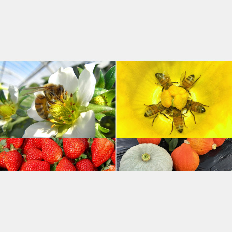[image]The Joy of Honeybees: The Great Power of a Small Creature