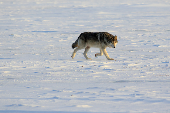 [image]マイナス40度の厳冬期、冬毛に包まれたシンリンオオカミ ©大竹英洋