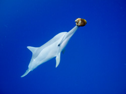 [image]ハワイ島　高砂さんとヤシの実で遊んだ白イルカ