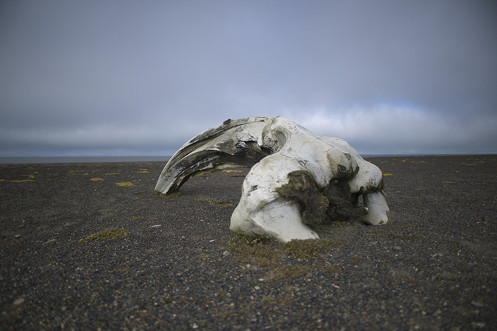 [image]アメリカ最北端、ポイントバロー、北極海とクジラの骨 ©藤巻 亮太