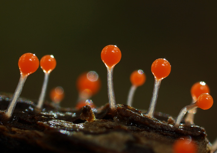 [image]倒木に生える変形菌の一種、ホソエノヌカホコリ。 高さは3mmほど。 目を凝らさなければ見えない小さな世界。