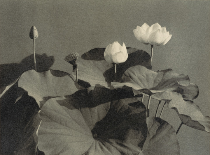 [image]蓮　（1935年）