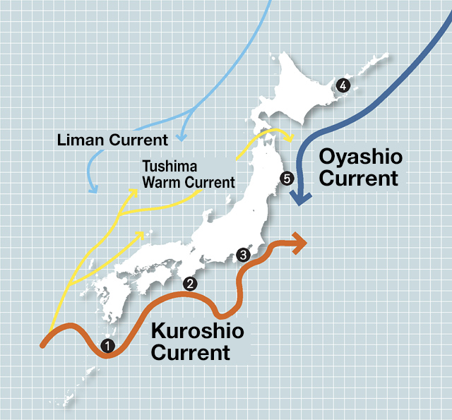 Image illustration of the Kuroshio Current and the Oyashio Current/5 marine areas