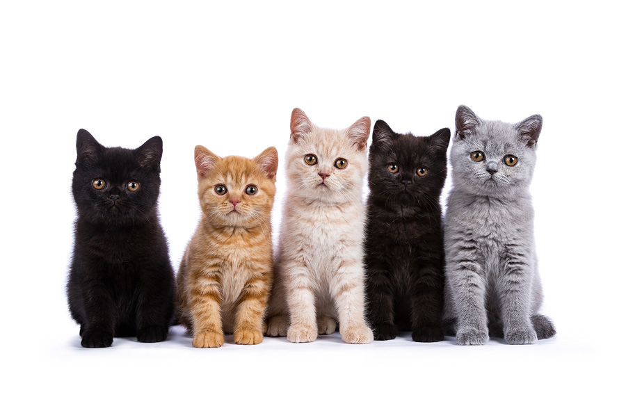 [image]可愛い5匹の猫