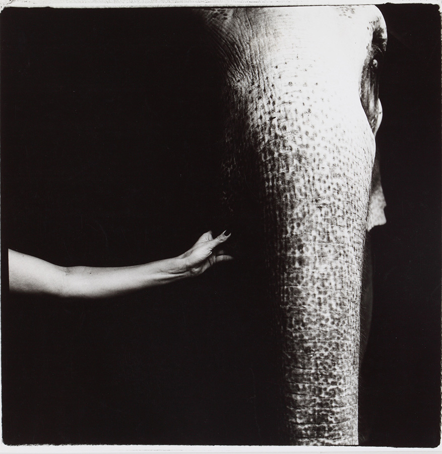 [image]出番を待つ象と女 ガンガーの由来、1980年 ＜天幕の街＞より　©Yoko Suzuki