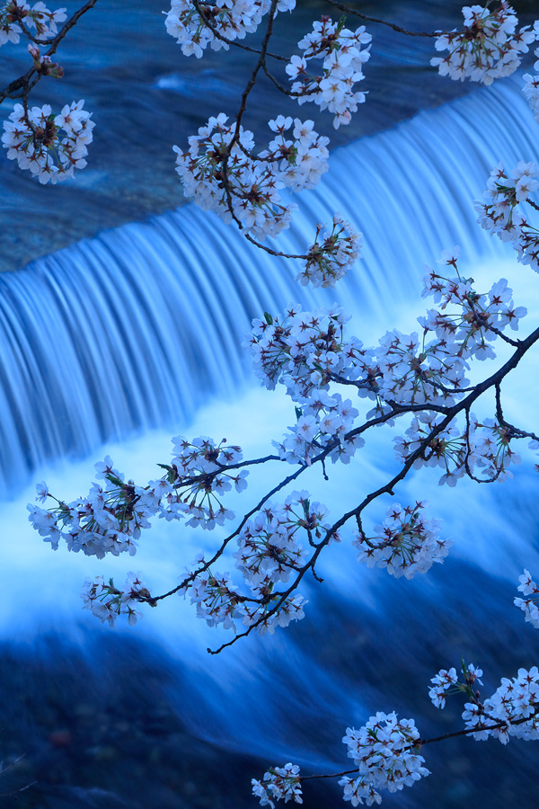 [Image]喜多 規子写真展「桜 ―刹那と永遠―」