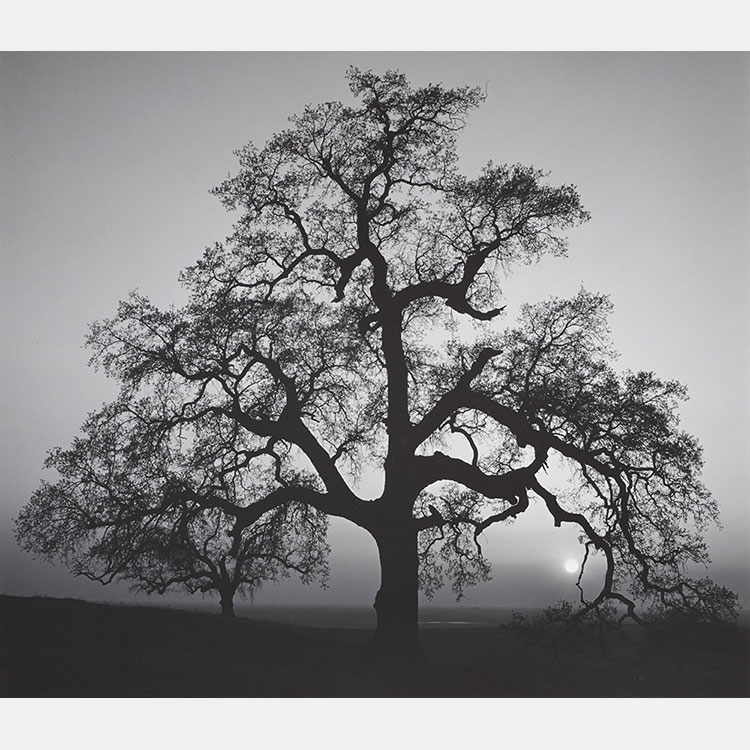 [image]Portfolio IV: What Majestic Word Works by Ansel Adams